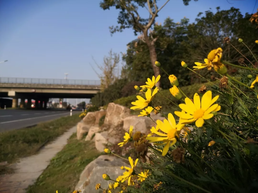 互通區(qū)更換草花，喜迎新年佳節(jié)